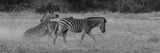 Seba - Zebra bath2 Seba - Zebra bath2